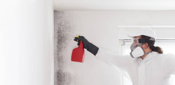 Certified Mold Removal in Highland On The Lake, NY