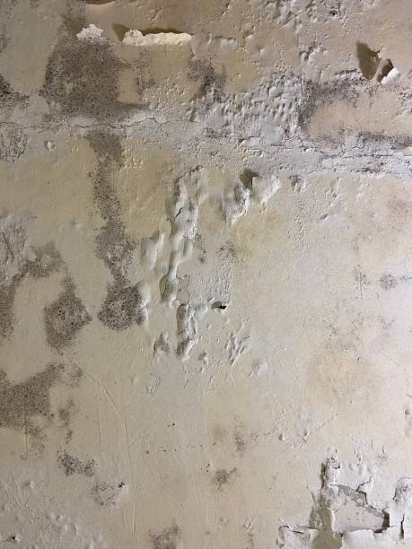 Best Commercial Mold Removal  in Highland On The Lake, NY