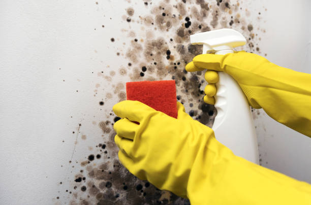 Best Residential Mold Removal  in Highland On The Lake, NY